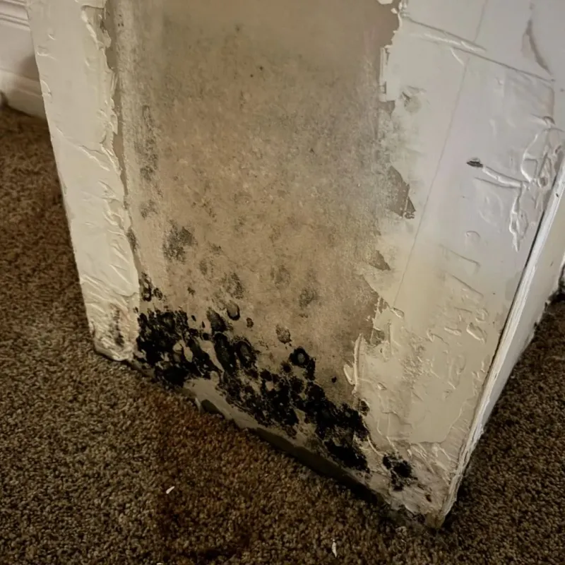 Professional Mold Removal in Union, ME